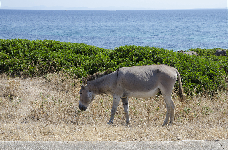 15.Asinara