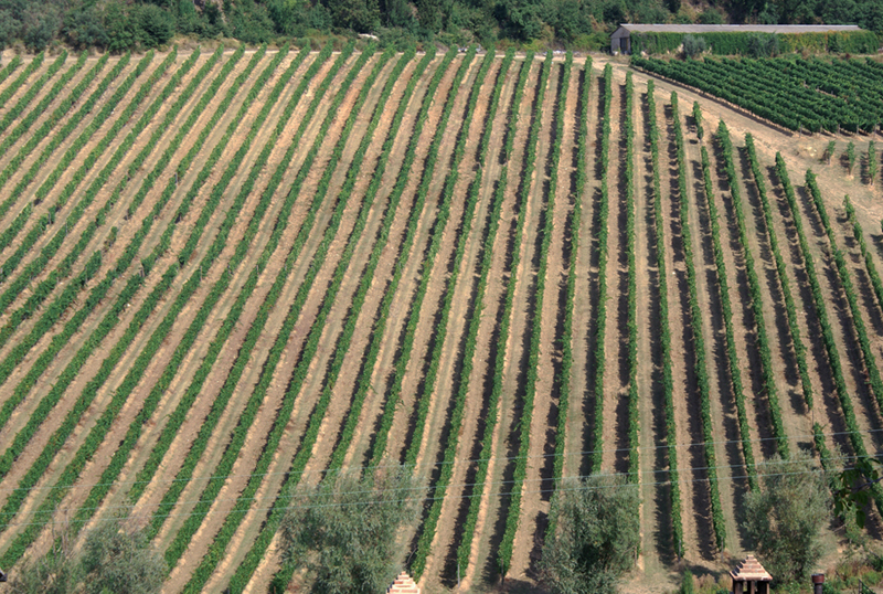 Chianti