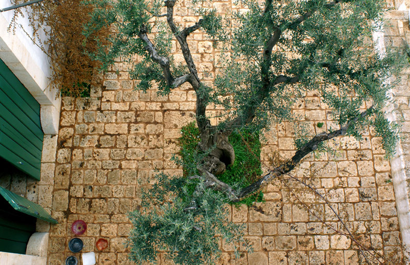 Conversano, Masseria Sacerdote '08, l'olivo e la chianca