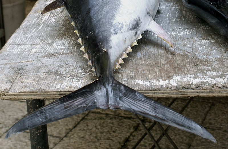 Marsala, mercato del pesce
