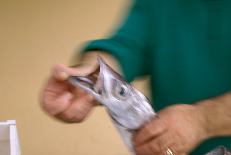 Marsala, mercato del pesce