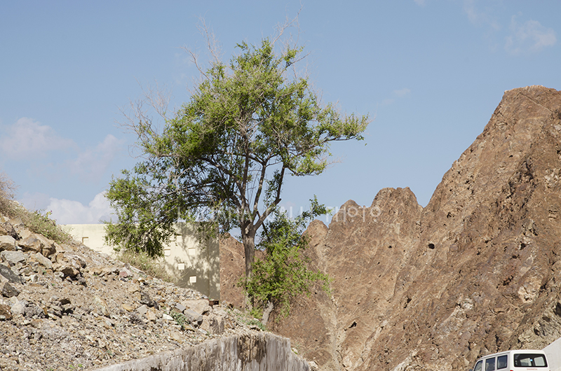 Oman, territorio di Nizwa
